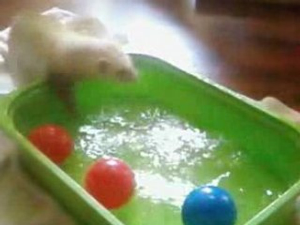 Peluche dans sa piscine