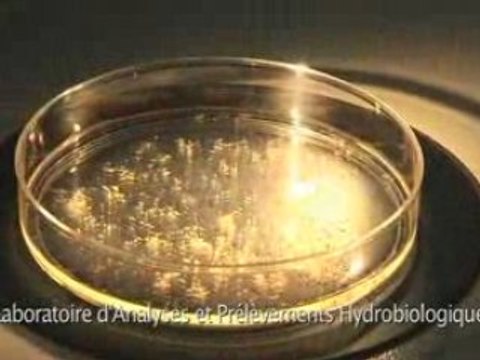 Sentinelles du Golfe de Gascogne