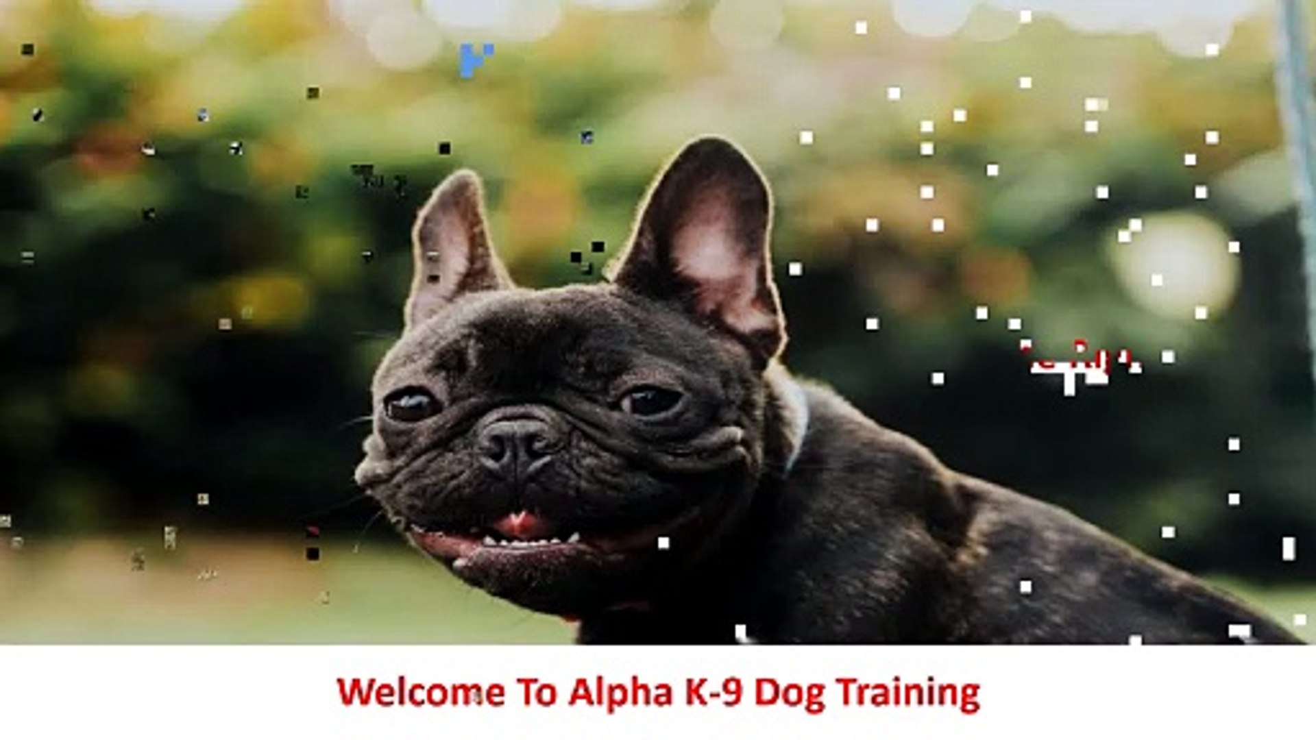 Alpha K-9 | Advanced Dog Training in Honolulu, HI