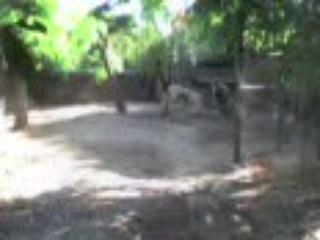 MOV00010