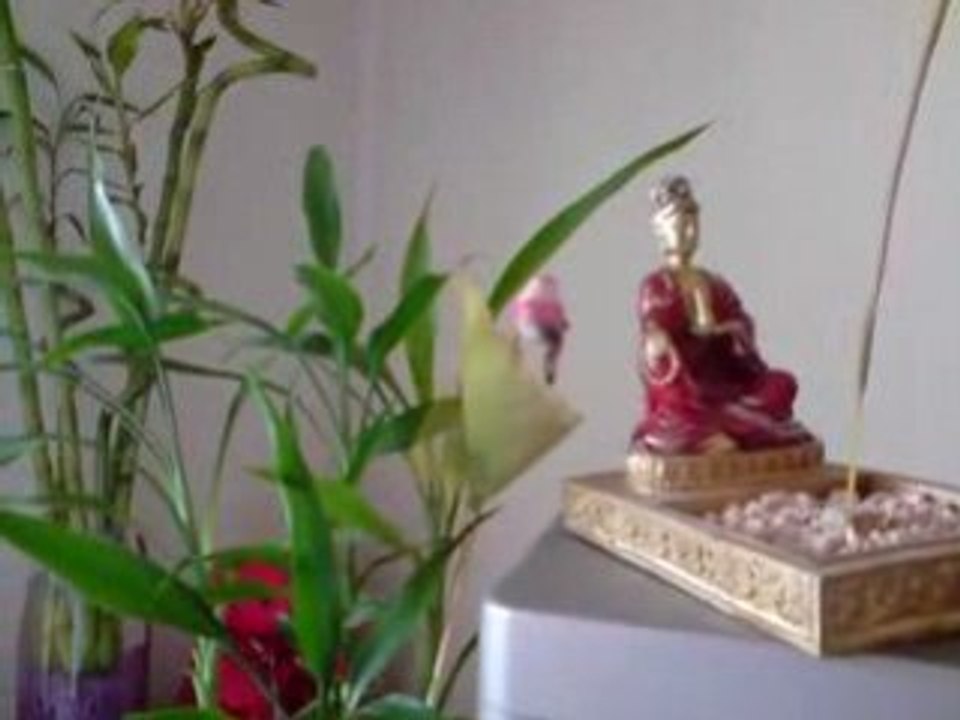 Cadeau de ma Puce
