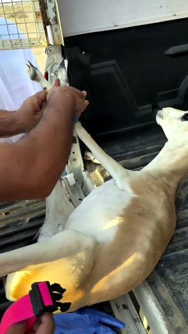 UAE man rescues injured gazelle from remote Dubai desert