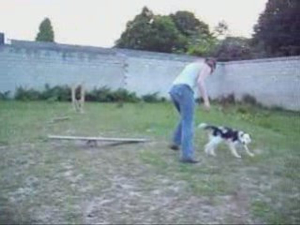 Lanka, agility (1)
