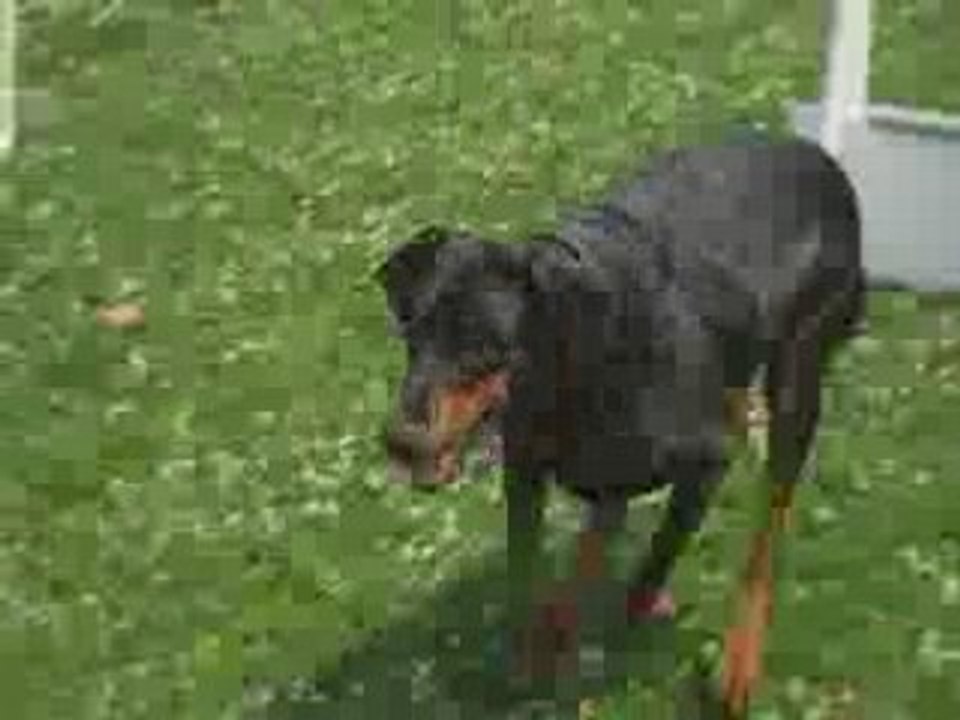 Flyball expo saintes compr
