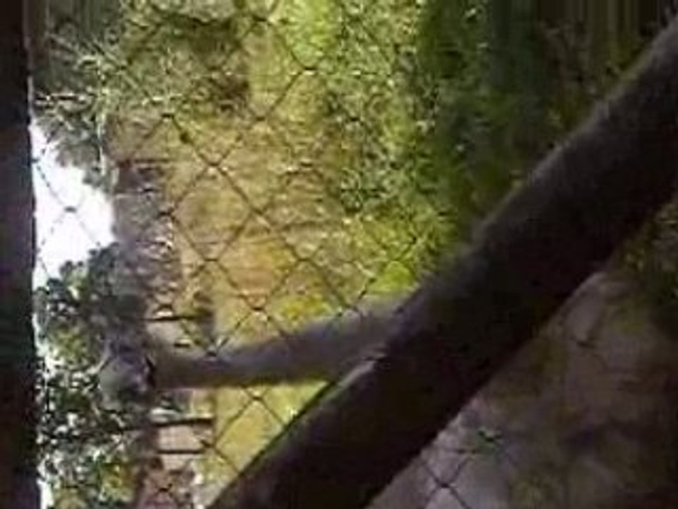Vidéo0089