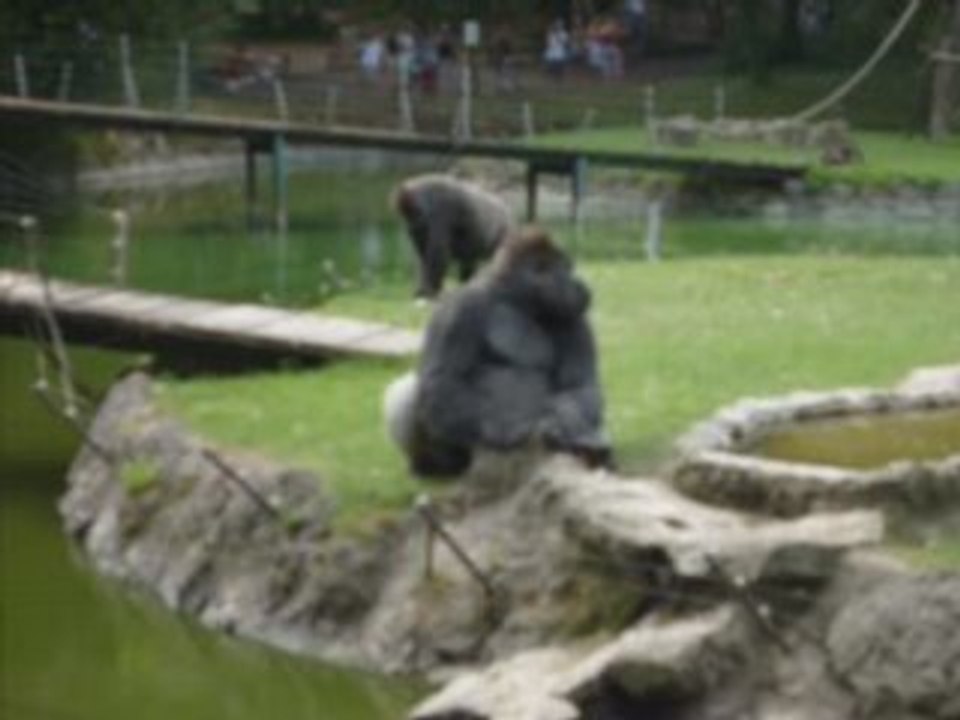 Zoo palmyre