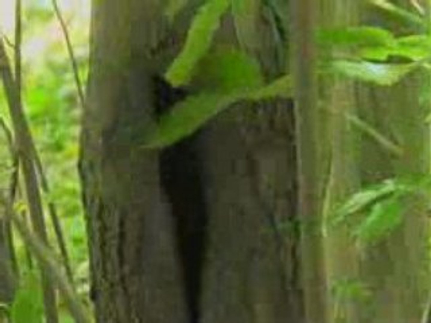 ⁣Forest Love