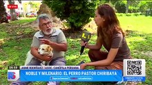 RAZA de PERRO PASTOR DE CHIRIBAYA