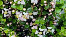 Cây hồng ngọc mai - Singapore Holly
