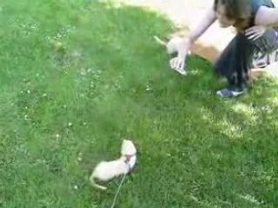 Video-0003