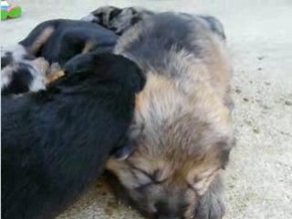 Copie de photos BA et boboss 074