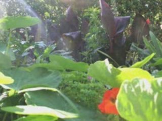 Joseph Raffael's Garden - May 2008