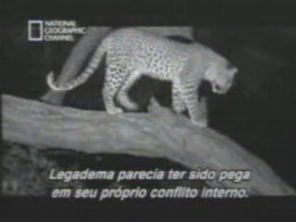 Leopardo