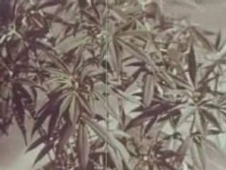 1950’s LAPD Narcotics Police Training Video [Los Angeles]