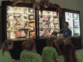 Big Cat Camp - Sabertooth Tiger