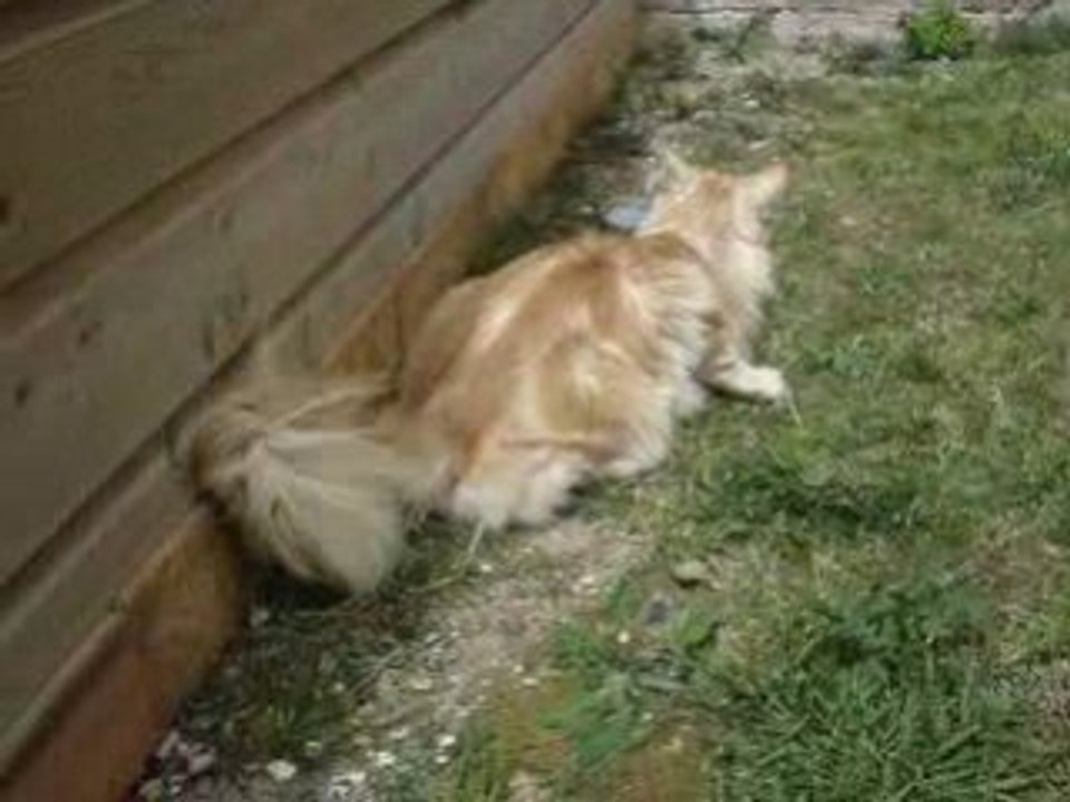 Petit vent de folie