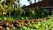 O que plantar em São Paulo em setembro