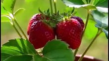 Como plantar frutas em vasos?