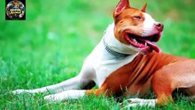 Les 10 Chiens les Plus Dangereux du Monde🤯