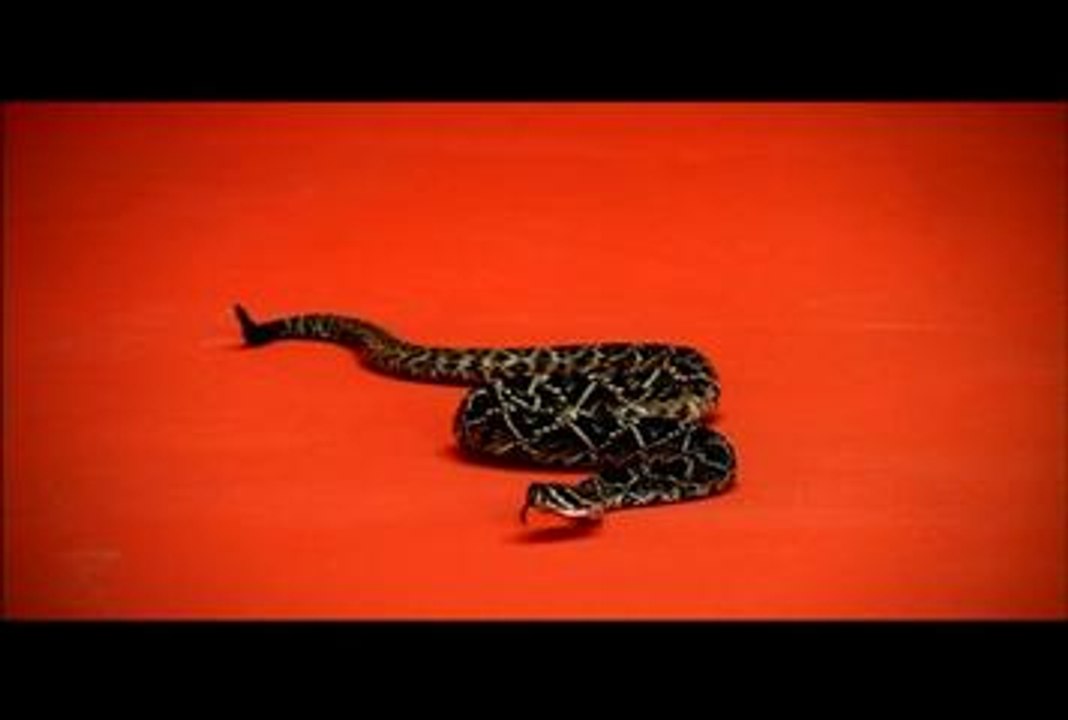 adidas climacool ice