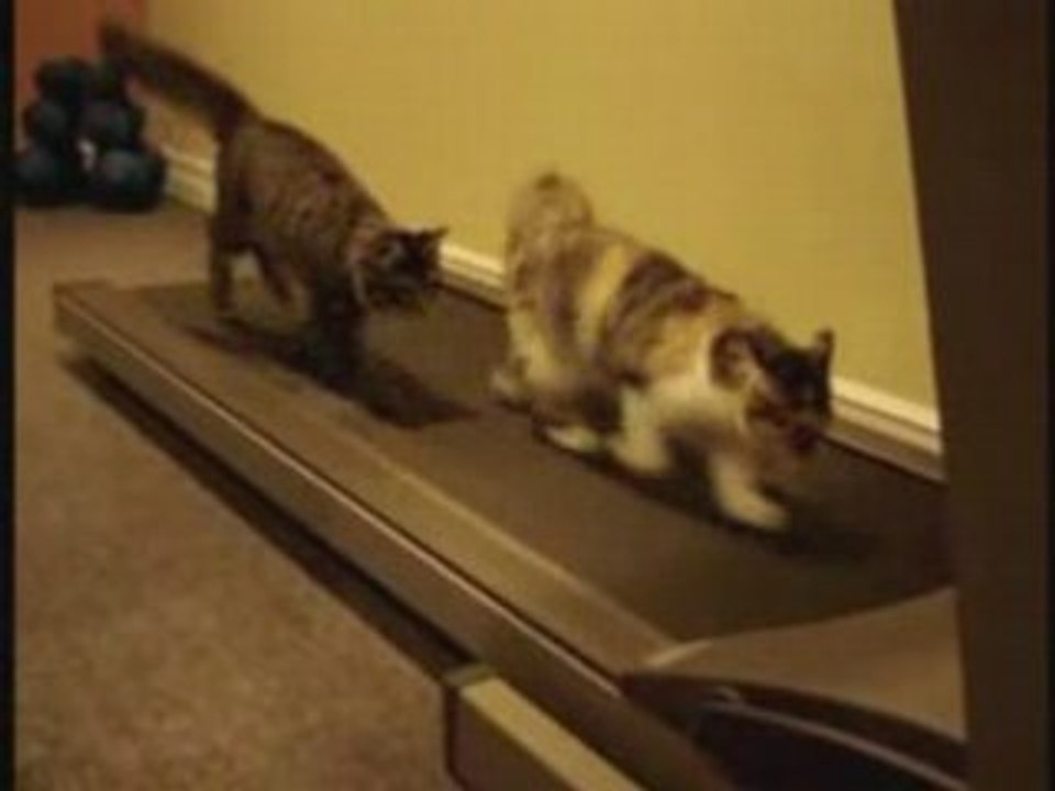 Les chats font du fitness