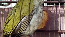TEMPERA-VIOLA: VOCÊ CONFUNDE ELE COM O TRINCA-FERRO?