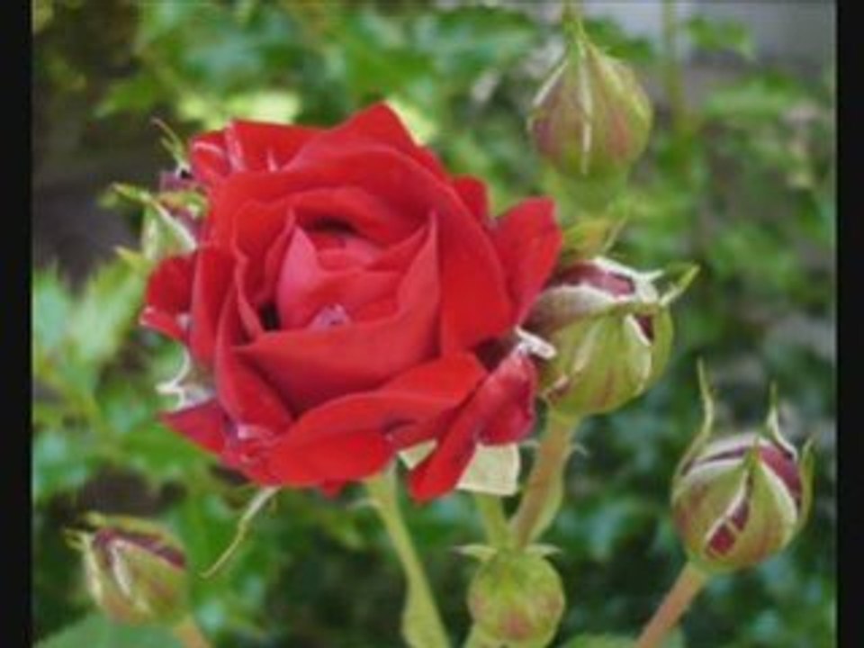 Für mich solls rote Rosen regnen...