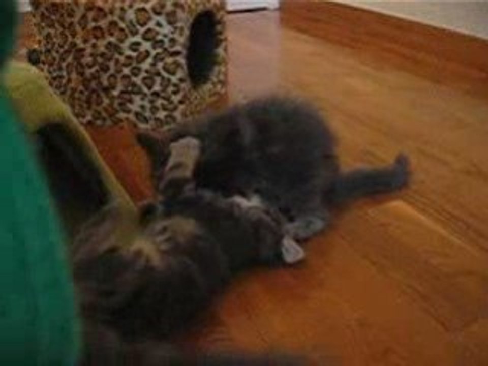 Chatons Maine Coon, 7 semaines (1)
