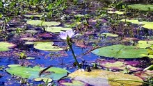 Water lilies and Australasian swamphen