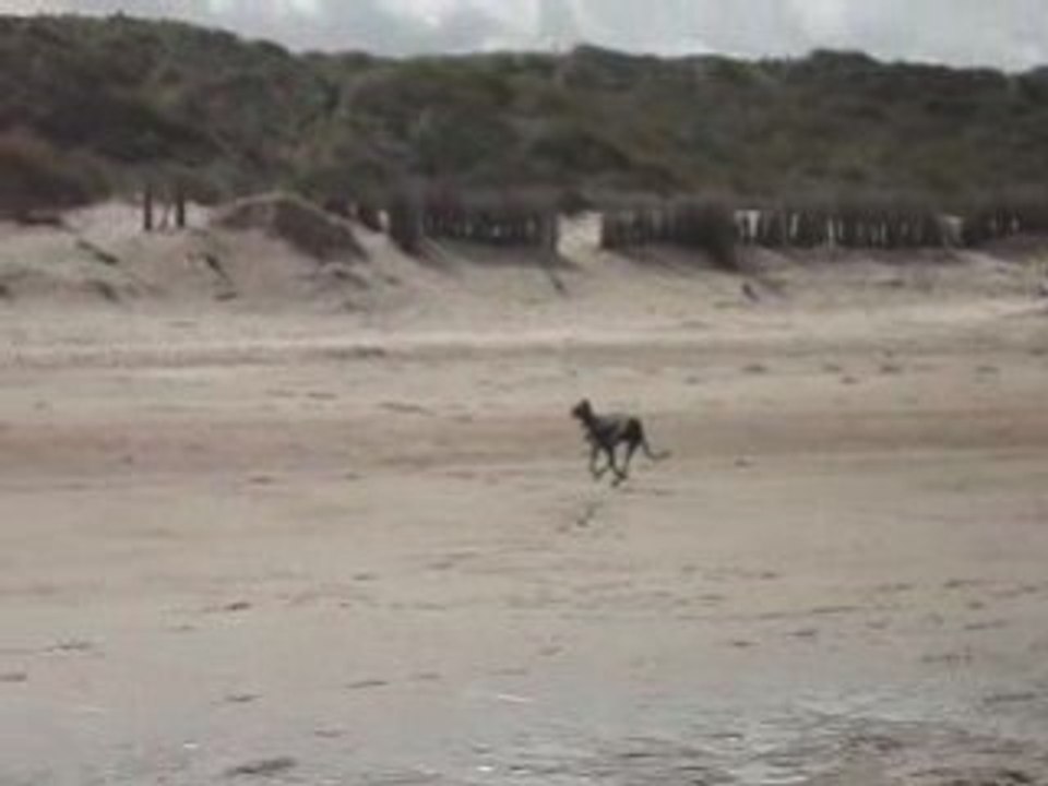 Lince à la mer 3