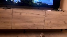 Un suricate face à un aigle à la télé : réaction 100% instinctive