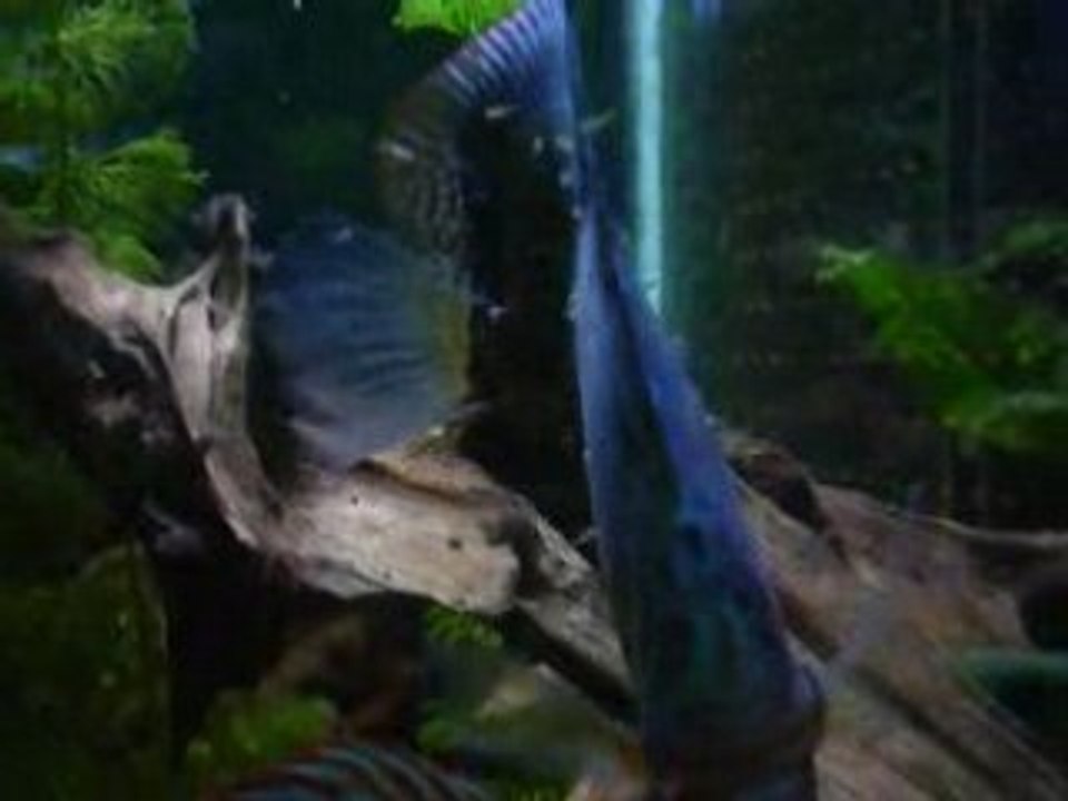 Videos larves nage libre 003