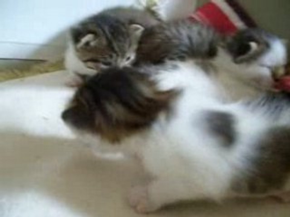 Les bébés à  17 jours