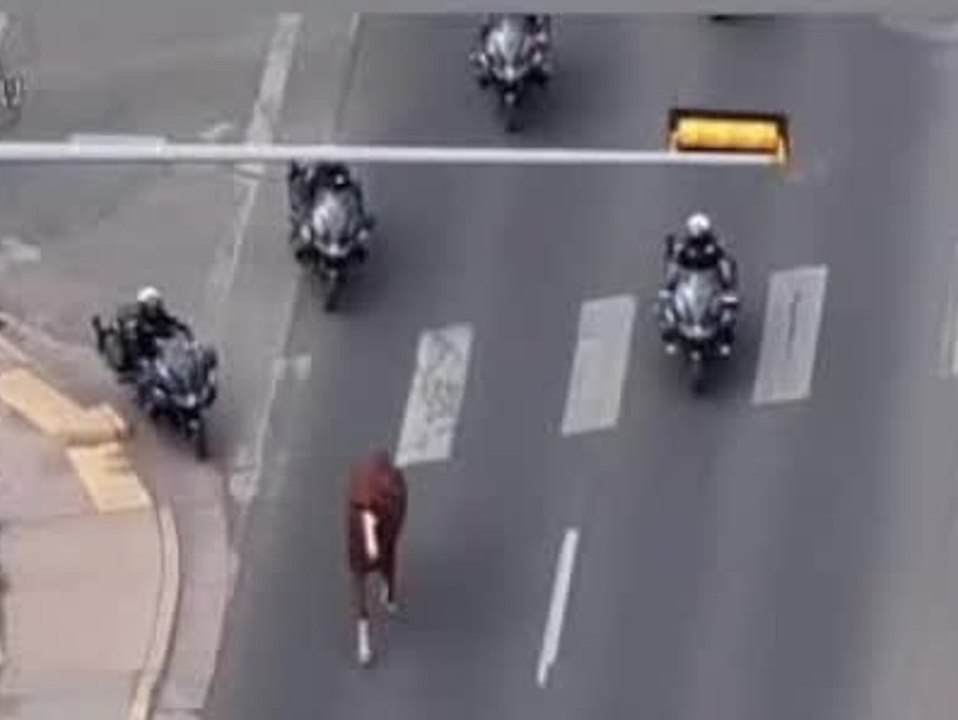 Polizei jagt ausgebüxtes Pferd auf Motorrädern