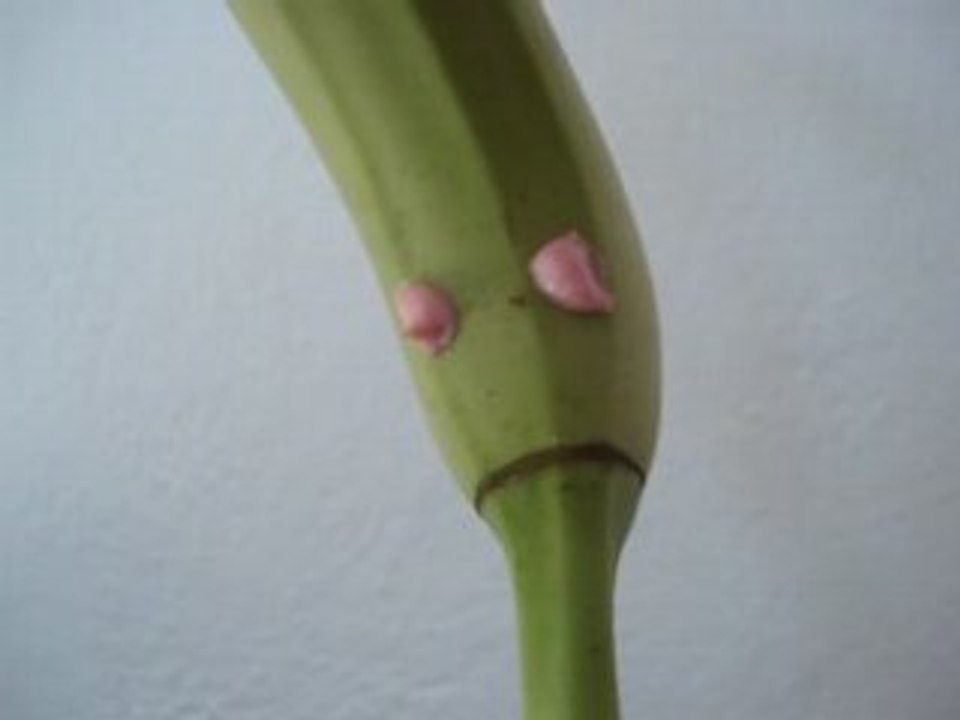 Banane qui chante
