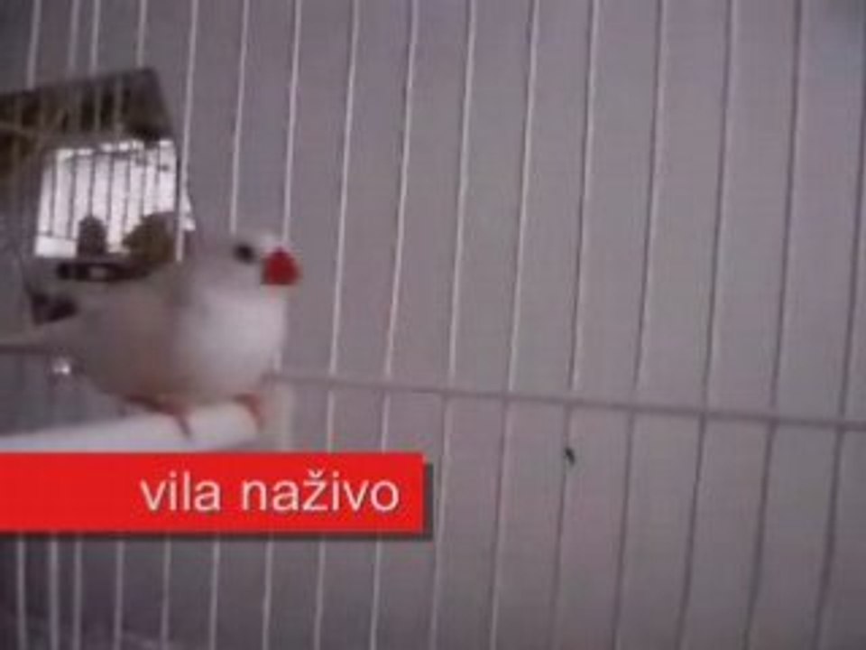 VyVolení