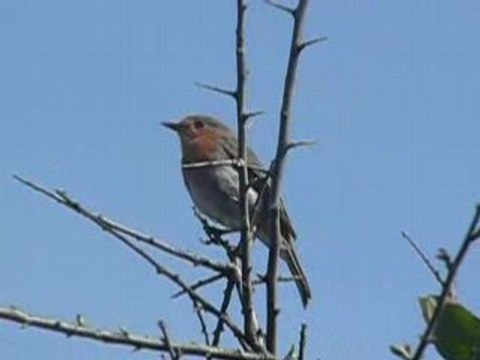 Rouge-gorge sur le sentier des douaniers