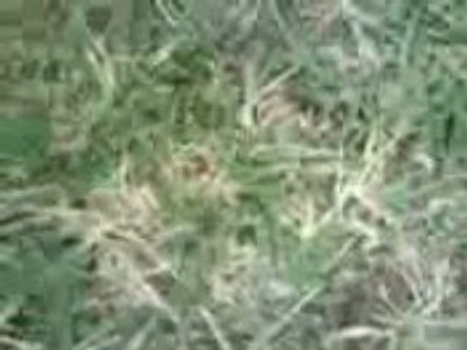 MOV00006