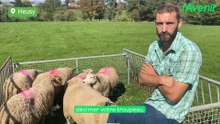 Attaque de loup à Verviers