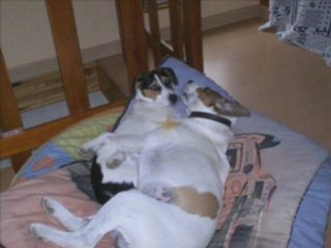 Canelle ma chienne jack russel