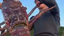 Rahasia Kelam di Balik Mewahnya Makanan Lobster
