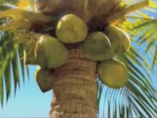 NewS Lawson CM Karaage Poulet