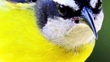 POR QUE TEM SIBITE CUSTANDO ATÉ 12 MIL REAIS? 🐦💰