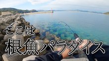 漁港の穴釣りでカサゴ入れ食い　テトラの隙間に落とすとすぐ反応