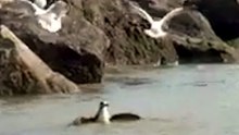 Two in two days: sick birds found along Glenelg beach as avian flu spread continues