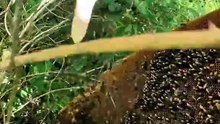 This Forest Honey Is Absolutely INSANE! 🍯