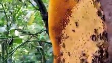 I Went Deep Into the Forest Just to Find This Honey