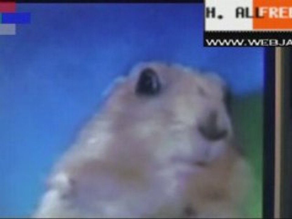 DRAMATIC CHIPMUNK FUNNY comments by HULKEN (f. b.)