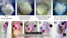 He Grew Eyes on a Flatworm's Tail — Without Touching a Single Gene
