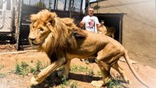 Moving Day at the Sanctuary: Kevin Moves the Lions to New Camps